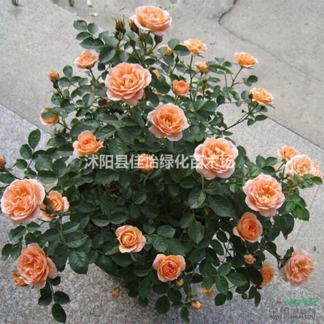 供應(yīng)甜夢(mèng)月季 甜夢(mèng)月季花苗 盆栽月季 月季花工程苗 月季花豐