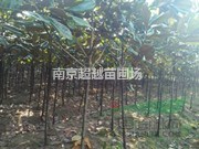 南京廣玉蘭18公分胸徑價格是多少呢