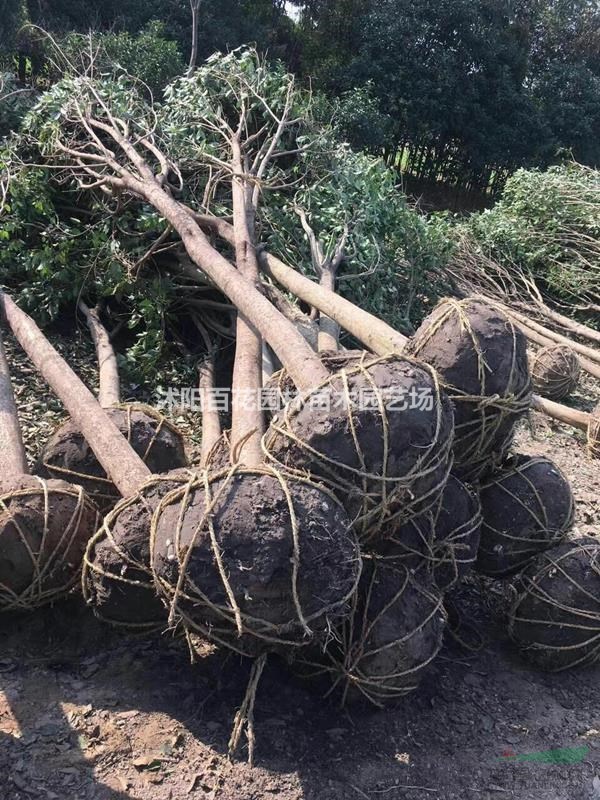 大葉女貞、大葉女貞基地、優(yōu)質(zhì)大葉女貞