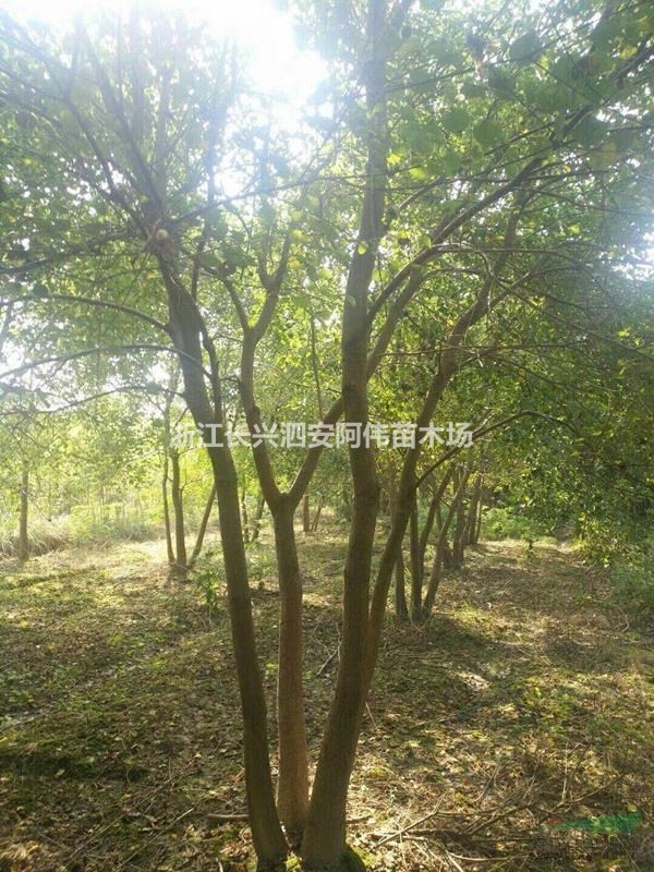 浙江丛生乌桕|丛生乌桕价格