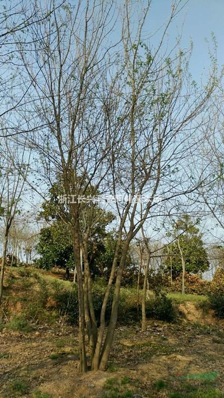 丛生三角枫、浙江长兴地区大量供应丛生三角枫