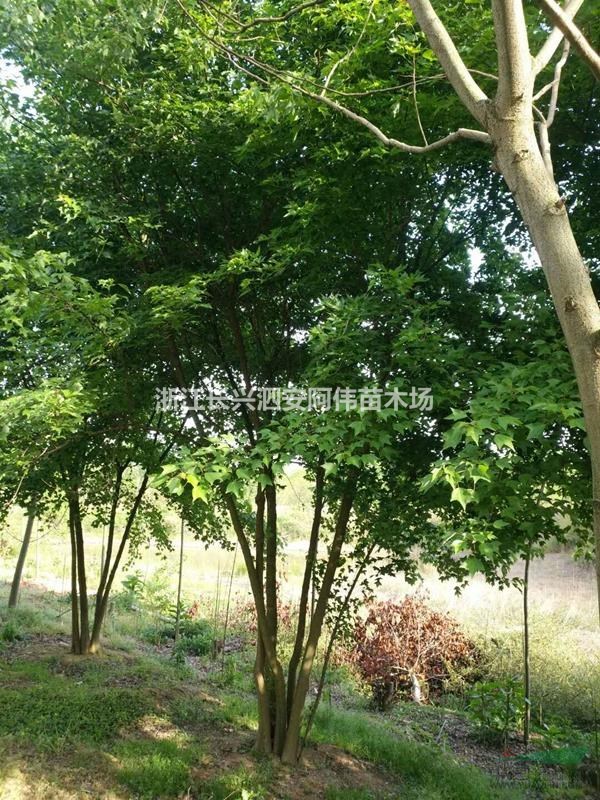 丛生三角枫、浙江长兴地区大量供应丛生三角枫