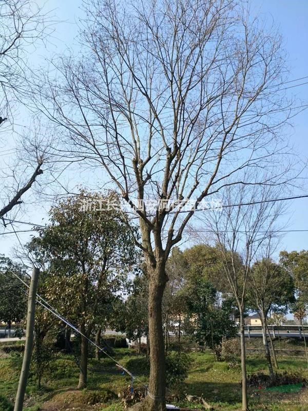 供应乌桕、单杆乌桕、浙江乌桕