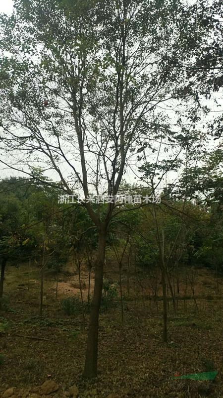 供应乌桕、单杆乌桕、浙江乌桕