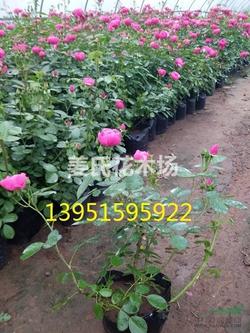 多種高桿月季、時(shí)興甌月、樹(shù)狀月季、流行藤本安吉拉大游行等