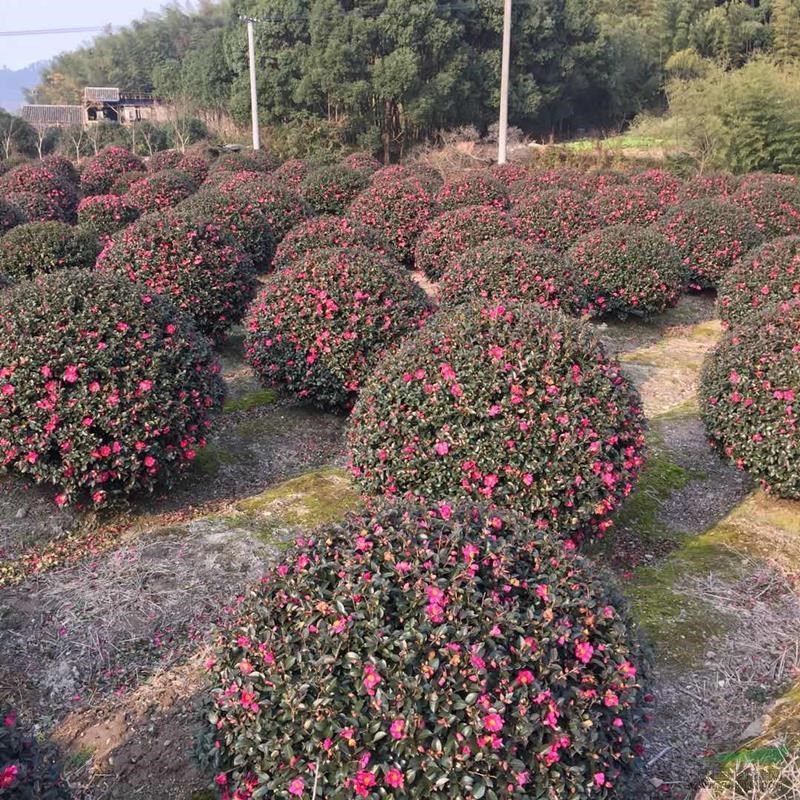 寧波地區(qū)常年供應(yīng)茶梅球