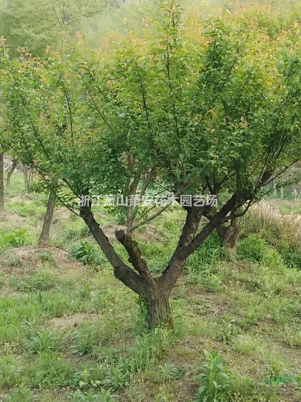 銷(xiāo)售優(yōu)質(zhì)紅梅