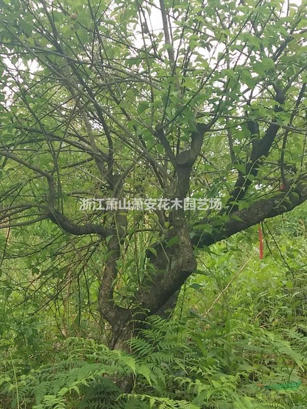 銷(xiāo)售優(yōu)質(zhì)紅梅