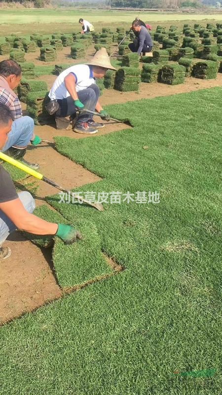 草坪綠地設(shè)計(jì)應(yīng)注意的四大問(wèn)題