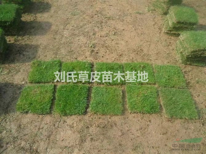 草坪綠地設(shè)計(jì)應(yīng)注意的四大問(wèn)題