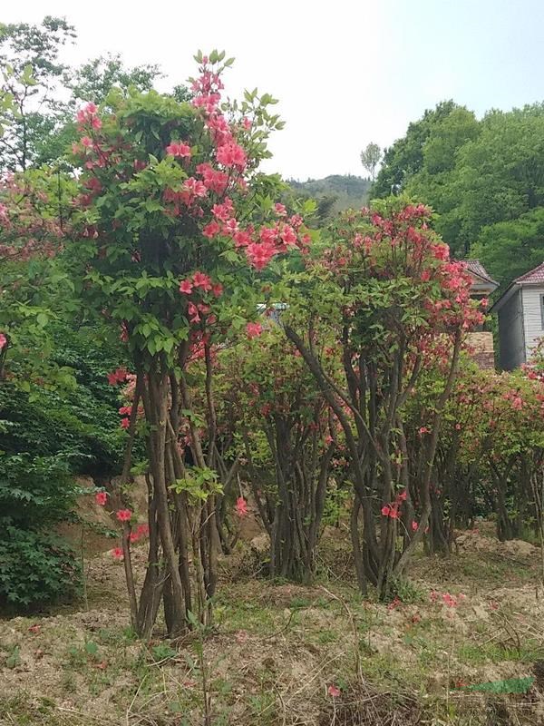 |浙江地區(qū)供應(yīng)映山紅