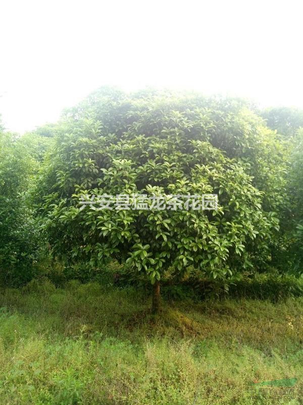 桂林地區(qū)供應(yīng)4-10公分的四季桂