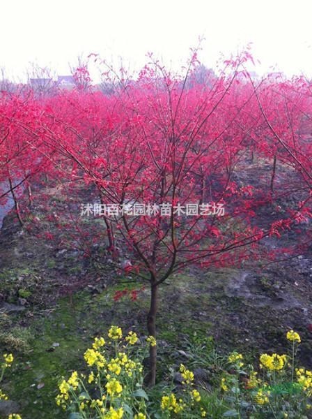 江蘇桂花、紅楓基地桂花報價