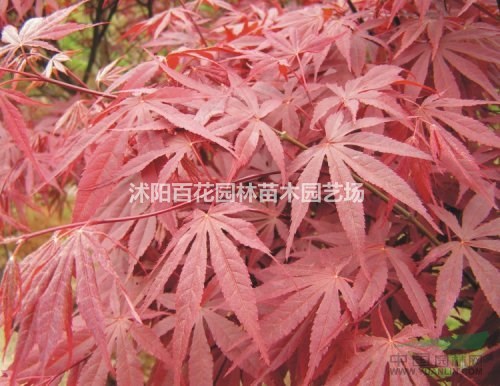 江蘇桂花、紅楓基地桂花報價