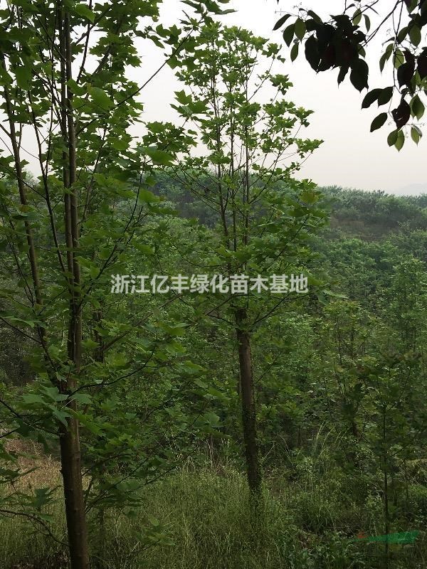 浙江地區(qū)供應(yīng)10-20公分馬褂木