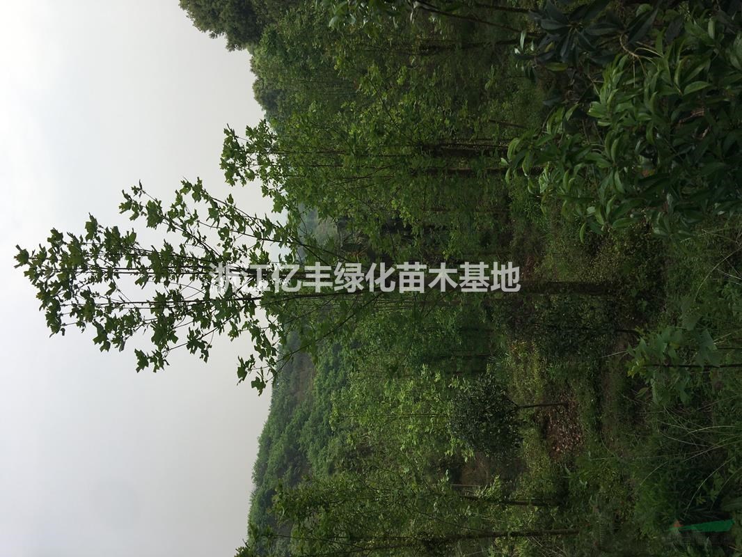 浙江地區(qū)供應(yīng)10-20公分馬褂木