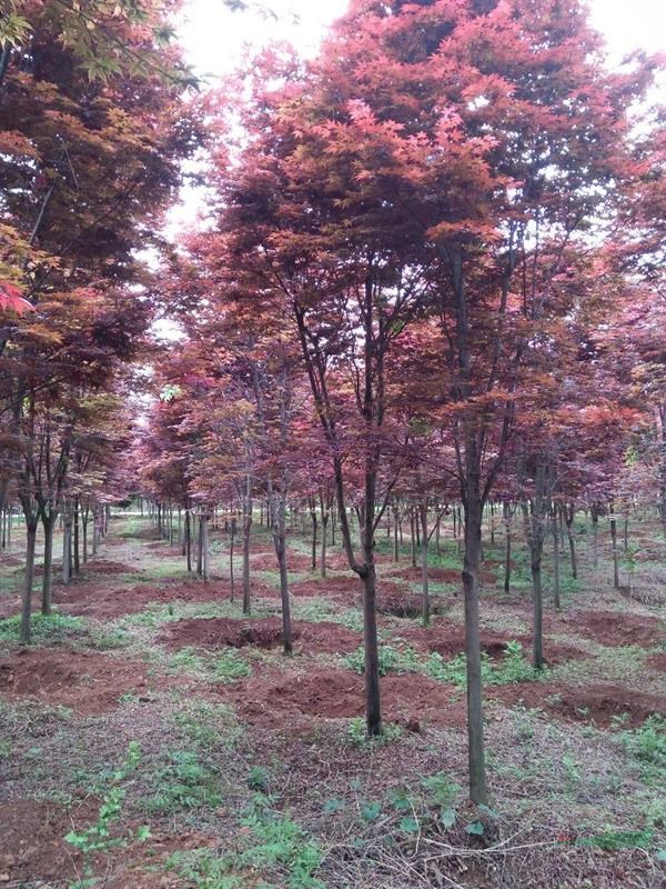 廣西桂林供應3到40公分紅楓