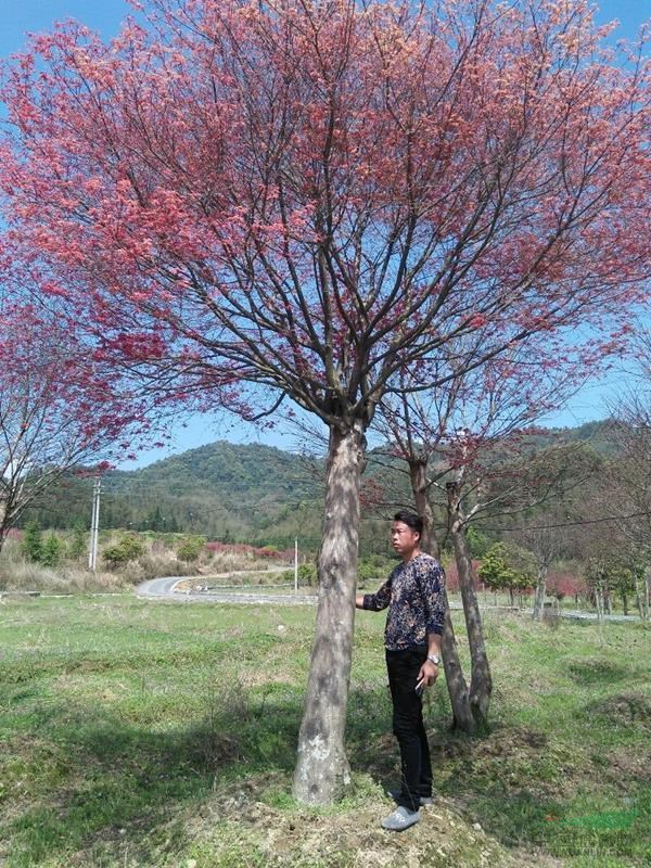 廣西桂林供應3到40公分紅楓