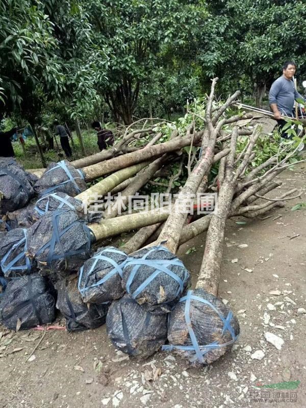 廣西桂林供應占地桂花地徑10/20公分