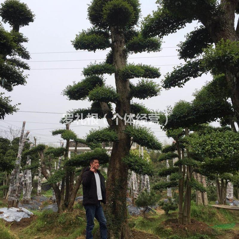 湖南供應(yīng)大量精品造型小葉女貞