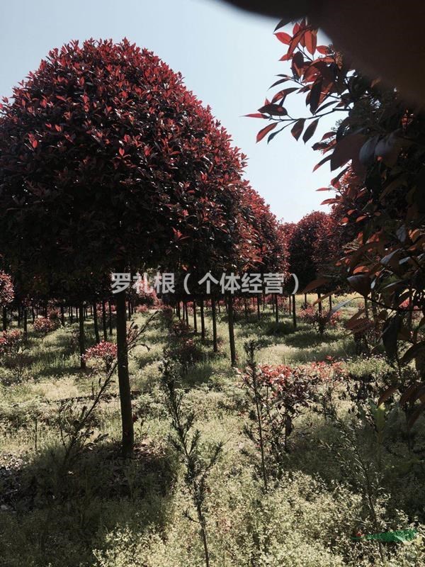 湖南供應(yīng)6公分以上高桿紅葉石楠