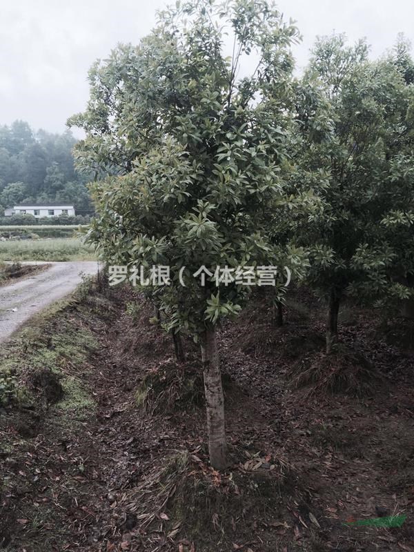 湖南供應(yīng)10-15公分裁桿楊梅