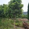 浙江湖州處理2.5米桂花，樹形一般