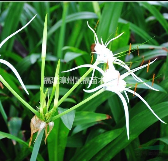 20公分蜘蛛蘭批發(fā)價格