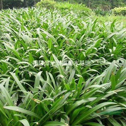 20公分蜘蛛蘭批發(fā)價格