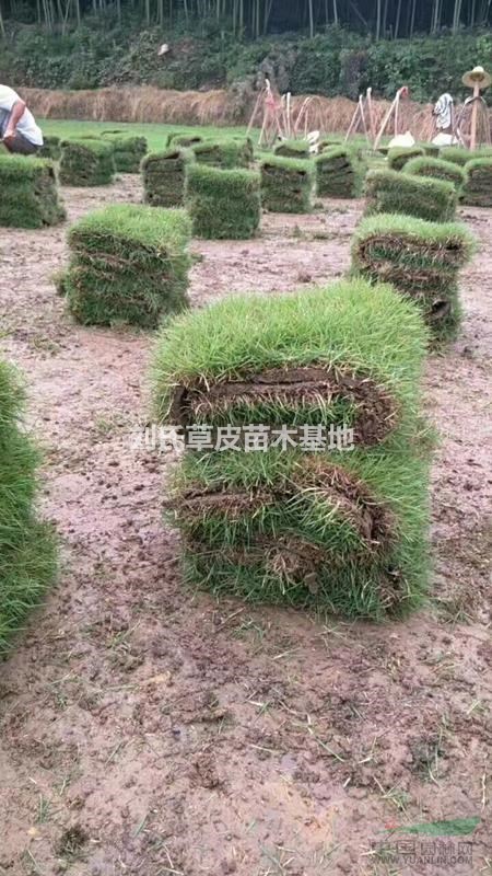 不同場(chǎng)所使用的草坪各有什么不同6