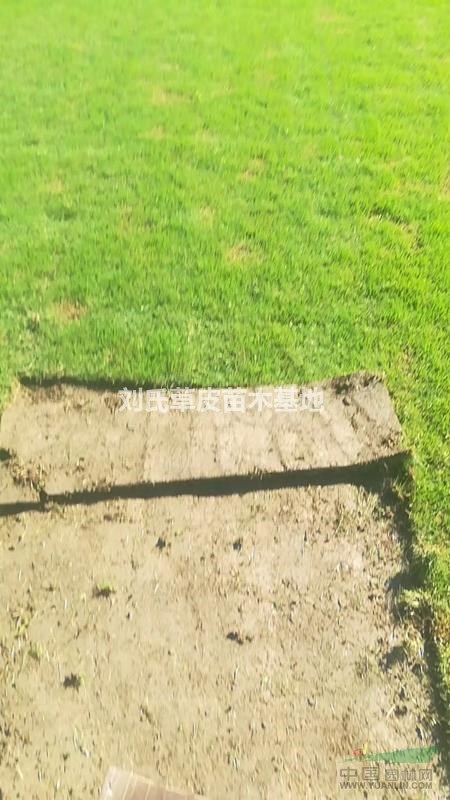 不同場(chǎng)所使用的草坪各有什么不同6