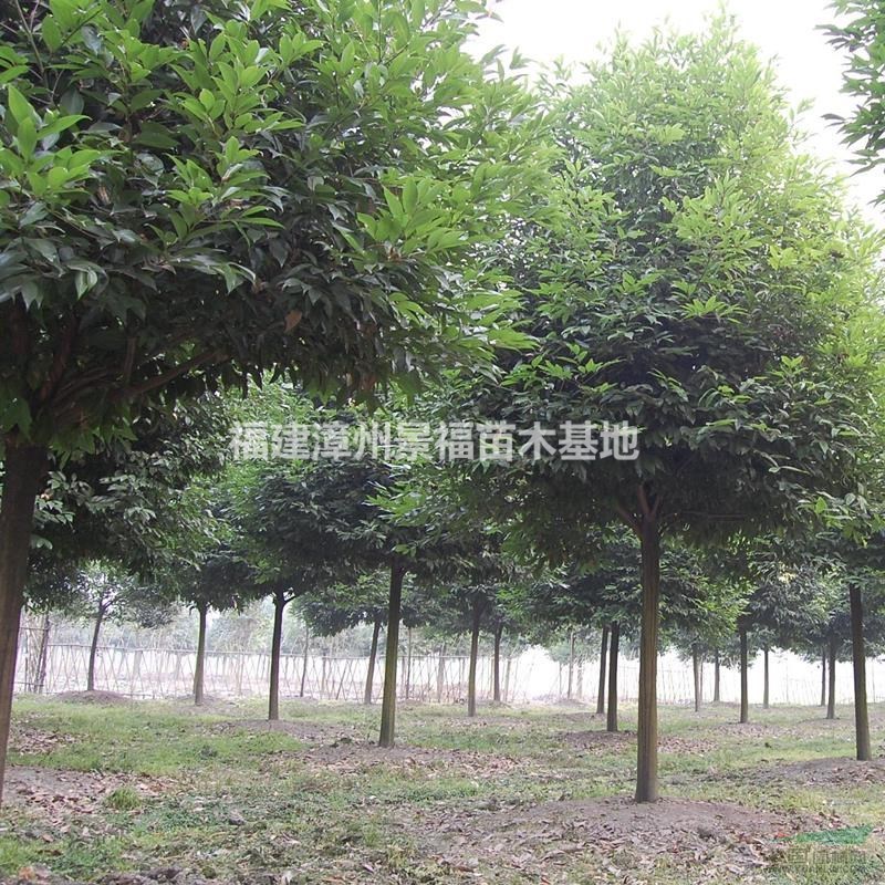 350公分天竺桂批發(fā)價格