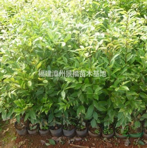 350公分天竺桂批發(fā)價格