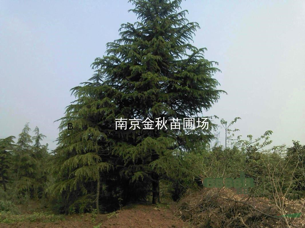南京地區(qū)雪松18-20公分最新價(jià)格