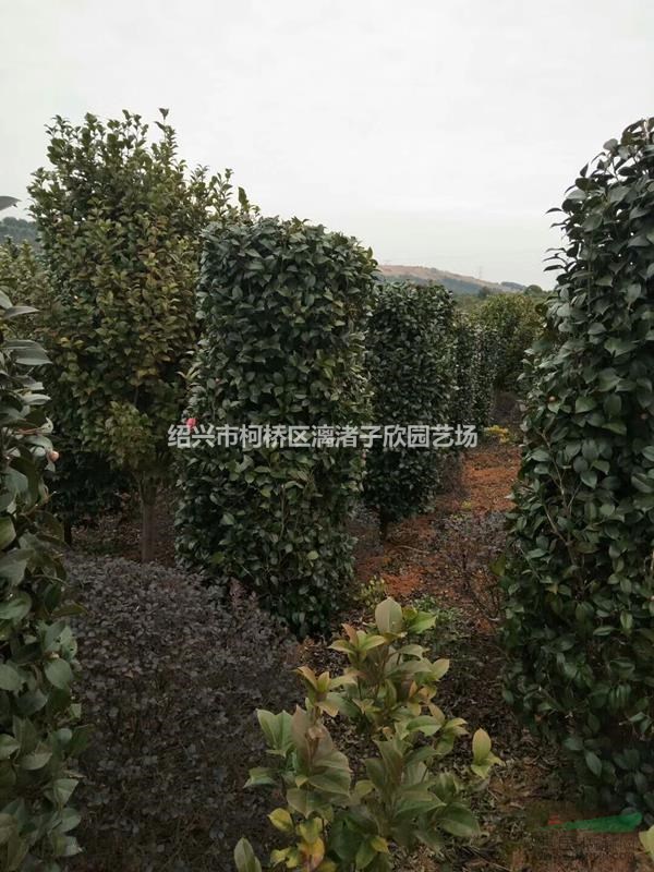 精品茶花柱子