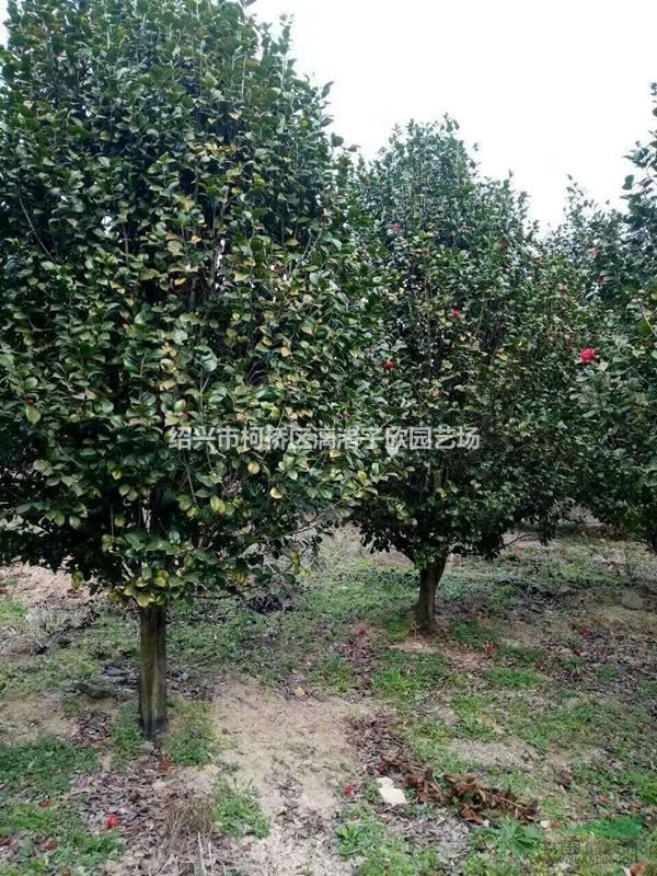 精品茶花2米冠副