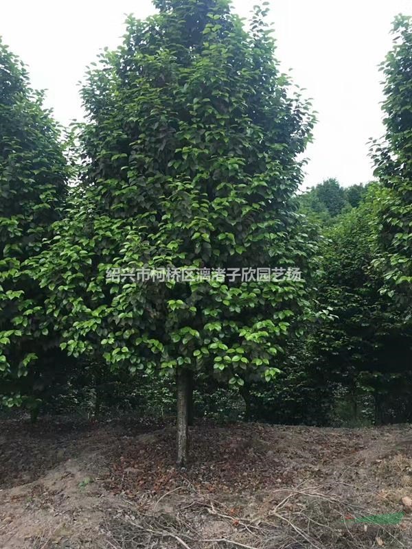 精品茶花2米冠副