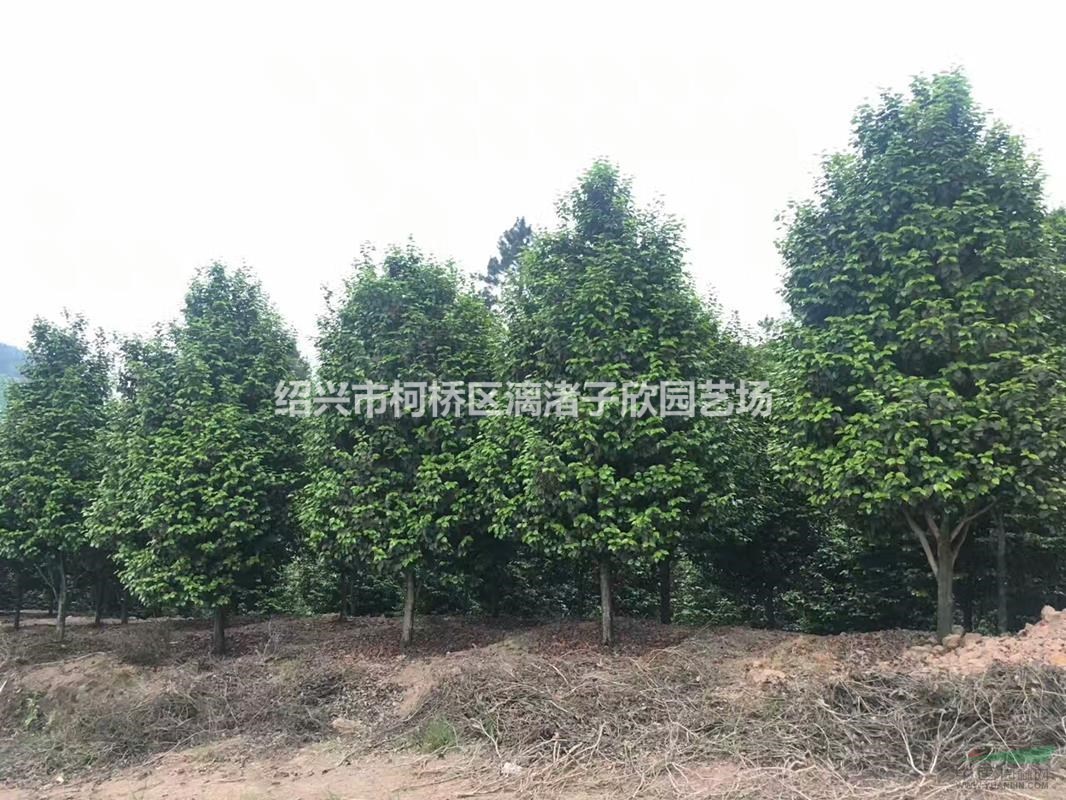 精品茶花2米冠副