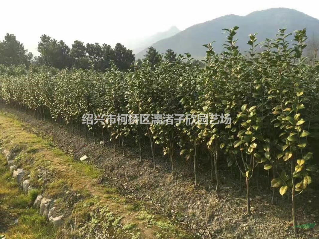 精品茶花高度1.5米冠副50-60厘米
