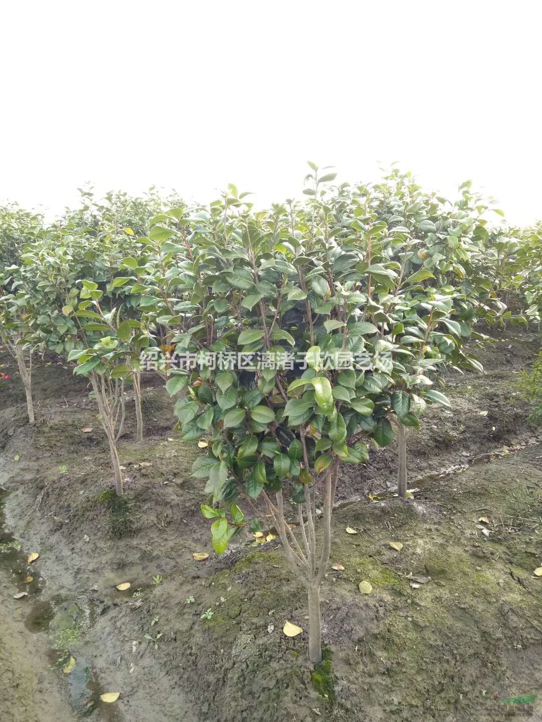 精品茶花高度1.5米冠副50-60厘米