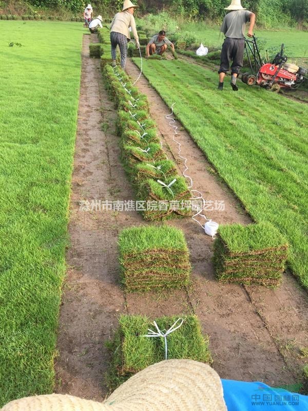 滁州大量供應(yīng)馬尼拉草坪 風(fēng)里雨里我在草坪基地等你