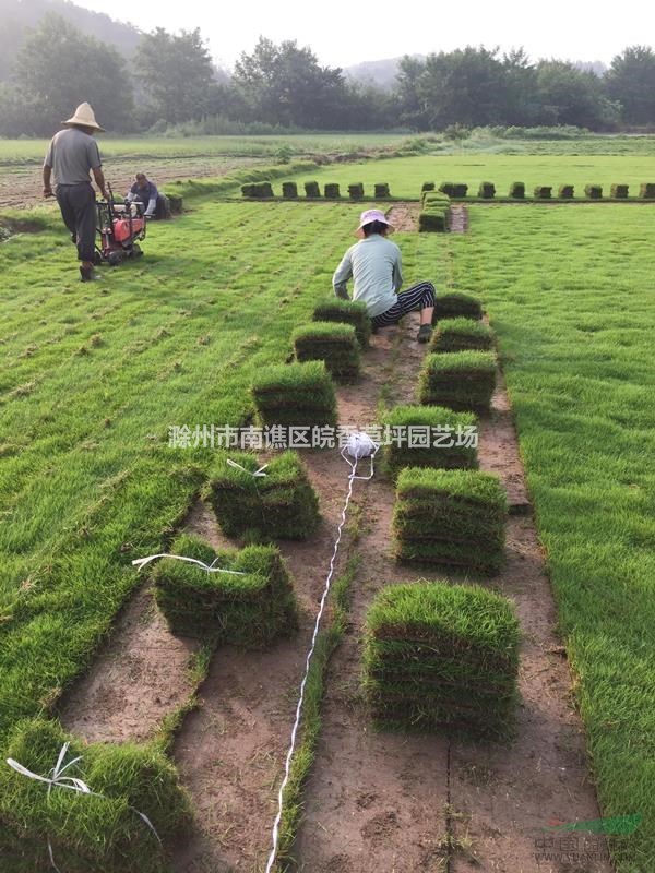 滁州大量供應(yīng)馬尼拉草坪 風(fēng)里雨里我在草坪基地等你