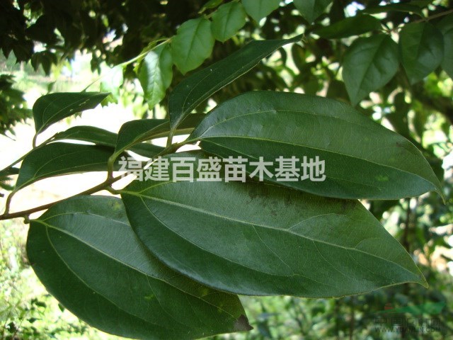 天竺桂種植方法