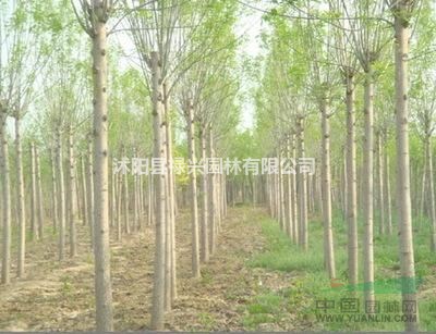 2019白蠟現(xiàn)在價(jià)格/報(bào)價(jià)表  米徑10公分好買嗎