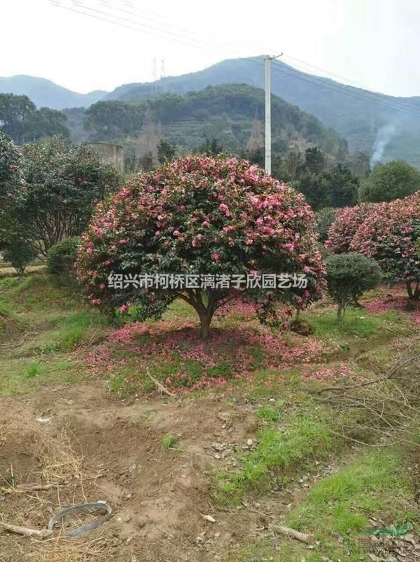 精品茶梅冠副1米5 高度1.3米 矮腳茶梅