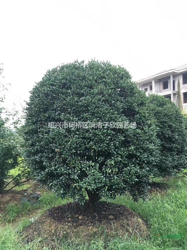 精品茶梅冠副2.5米