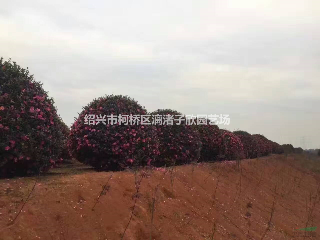 精品茶梅冠副2.5米