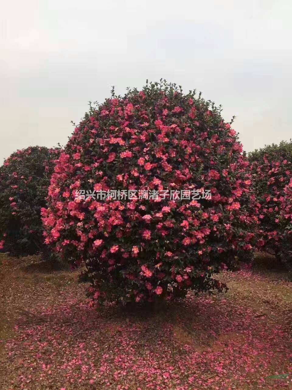 精品茶梅冠副2.5米