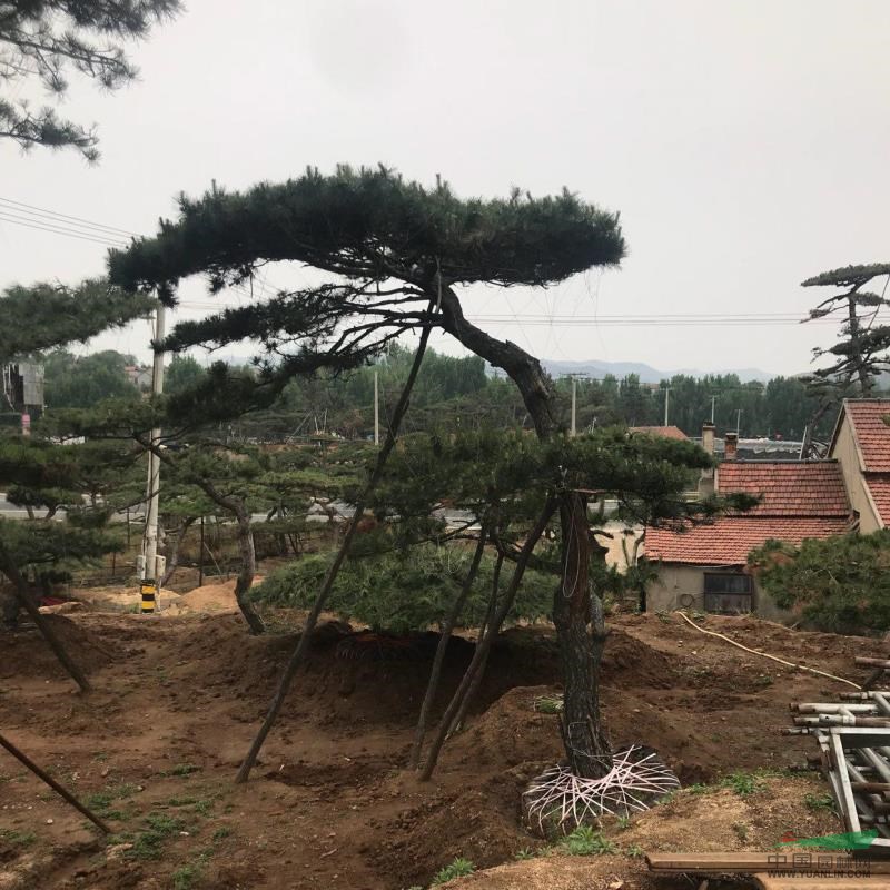 山東供應(yīng)造型松、黑松23規(guī)格齊全