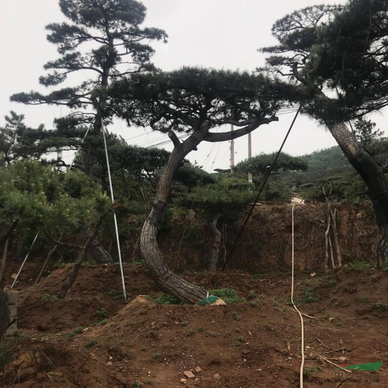 山東供應(yīng)造型松、黑松23規(guī)格齊全